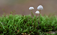 Mycena